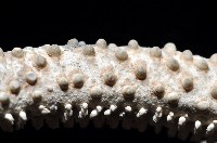 筐蛇尾之一種藏品圖，第8張