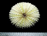 梅氏長海膽藏品圖，第1張