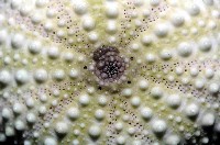 梅氏長海膽藏品圖，第3張