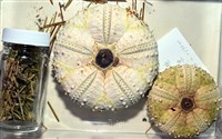 裸隱肛海膽藏品圖，第1張