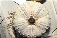 裸隱肛海膽藏品圖，第2張