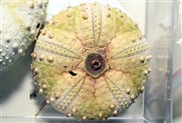 裸隱肛海膽藏品圖，第4張