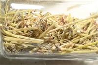 裸隱肛海膽藏品圖，第6張