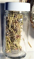 裸隱肛海膽藏品圖，第7張