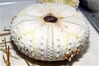 裸隱肛海膽藏品圖，第8張