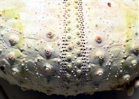 裸隱肛海膽藏品圖，第9張