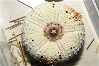裸隱肛海膽藏品圖，第11張