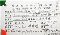 裸隱肛海膽藏品圖，第16張