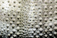 喇叭毒棘海膽藏品圖，第6張