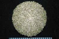喇叭毒棘海膽藏品圖，第13張