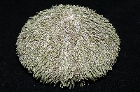 喇叭毒棘海膽藏品圖，第14張