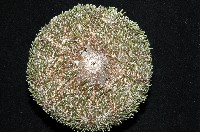 喇叭毒棘海膽藏品圖，第15張