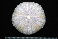 白棘三列海膽藏品圖，第1張