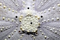 白棘三列海膽藏品圖，第2張