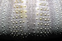 白棘三列海膽藏品圖，第7張