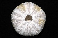 白棘三列海膽藏品圖，第8張