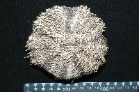 白棘三列海膽藏品圖，第12張