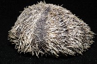 白棘三列海膽藏品圖，第13張