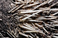 白棘三列海膽藏品圖，第14張