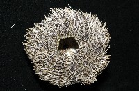 白棘三列海膽藏品圖，第15張