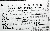白棘三列海膽藏品圖，第16張