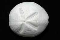 心形海壺藏品圖，第2張