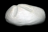 心形海壺藏品圖，第4張