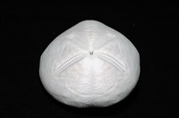 心形海壺藏品圖，第5張
