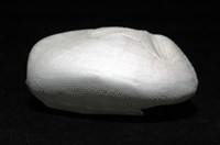 心形海壺藏品圖，第6張