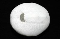 心形海壺藏品圖，第10張