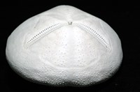 心形海壺藏品圖，第13張