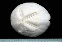 心形海壺藏品圖，第1張