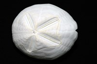 心形海壺藏品圖，第2張