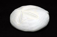 心形海壺藏品圖，第3張