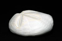 心形海壺藏品圖，第4張