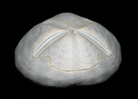 心形海壺藏品圖，第5張