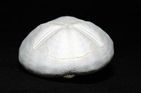心形海壺藏品圖，第6張