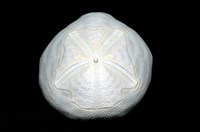心形海壺藏品圖，第7張