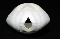 心形海壺藏品圖，第10張