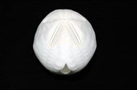 心形海壺藏品圖，第11張