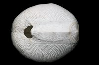 心形海壺藏品圖，第12張