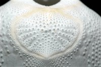心形海壺藏品圖，第14張