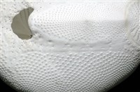 心形海壺藏品圖，第15張