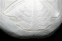 心形海壺藏品圖，第19張