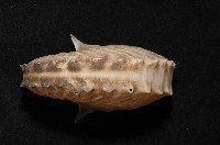 闊船蛸藏品圖，第3張