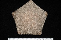 麵包海星(饅頭海星)藏品圖，第1張