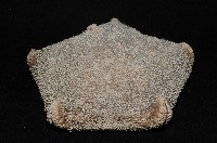 麵包海星(饅頭海星)藏品圖，第2張