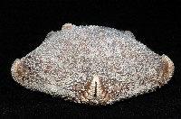 麵包海星(饅頭海星)藏品圖，第3張