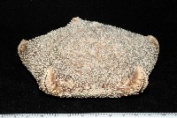 麵包海星(饅頭海星)藏品圖，第4張