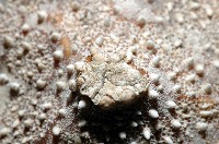 麵包海星(饅頭海星)藏品圖，第7張